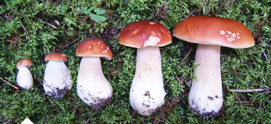 (en) Plusieurs cèpe de différentes tailles